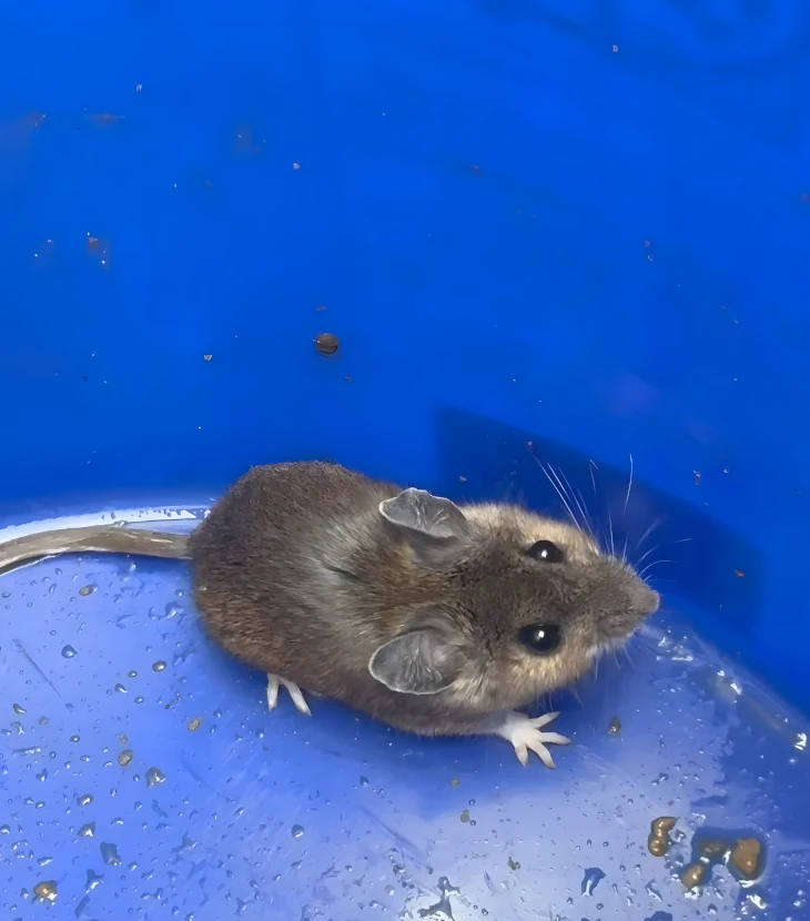 Eliminate rodents fast and prevent return.