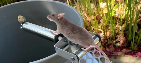 Why DIY Pest Control Often Makes Things Worse