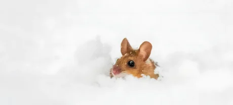 The Ultimate Guide to a Pest-Free Home Year-Round