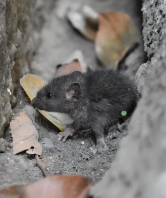 Rodent Control & Exclusion