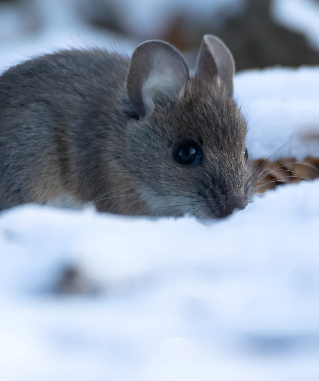 Seasonal & Preventive Maintenance