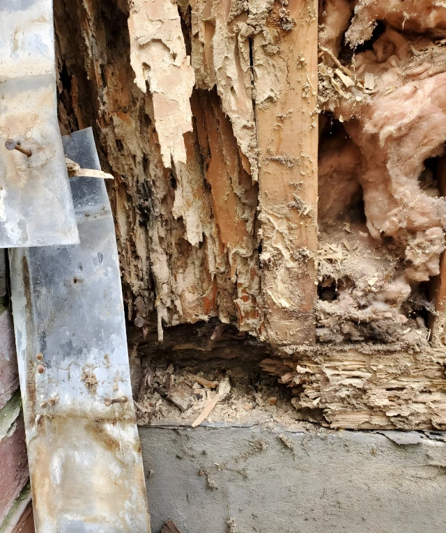 Termite Inspection & Treatment
